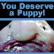 You Deserve a Puppy!